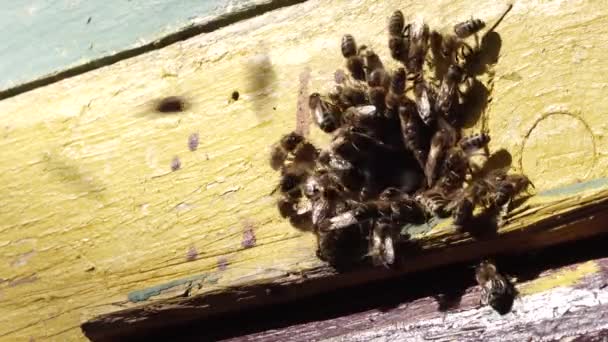 Bees work fly process flower nectar into honey. — Stock Video