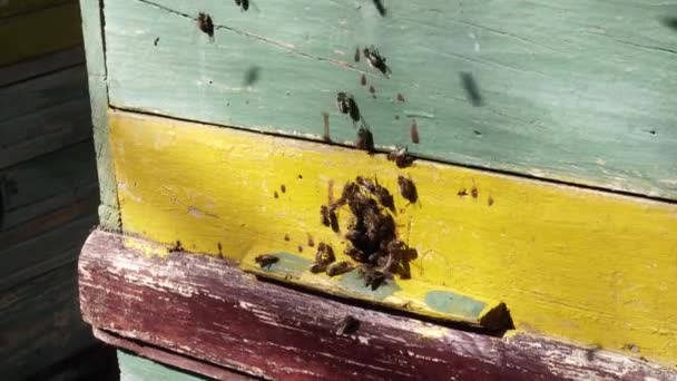 Bijen werken vliegen proces bloem nectar in honing. — Stockvideo