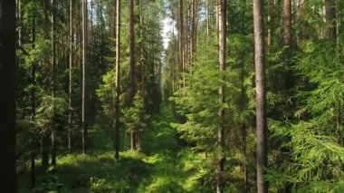Yavaş uçuş iç çam ağacı orman. Drone ile havadan görünümü.