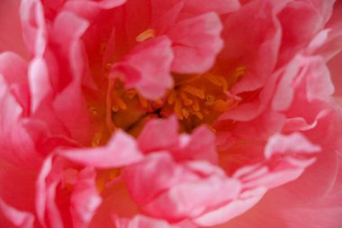 Güzel açılmış Çiçekler Şakayık 