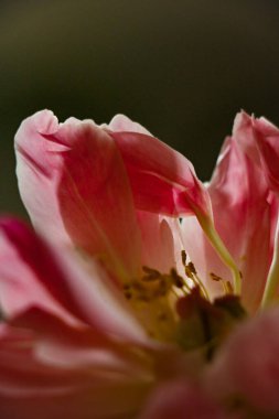 Güzel açılmış Çiçekler Şakayık 