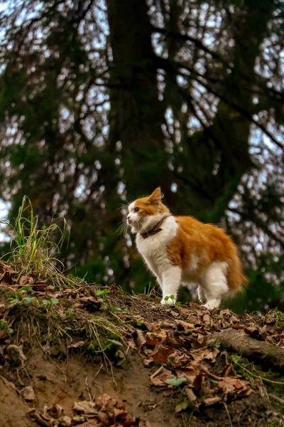 Gato Vermelho Caminha Pela Floresta Solidão Orgulhosa — Fotografia de Stock