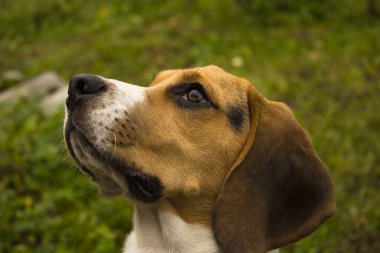 Yeşil arka planda Beagle köpek portresi