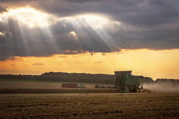 Combine Harvesting Wheat Sunset — Stock Photo, Image