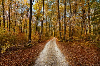 Sarı sonbahar ormanında yol.