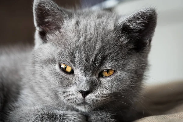 British Shorthair cat. Cute kitten portrait. — Stock Photo, Image