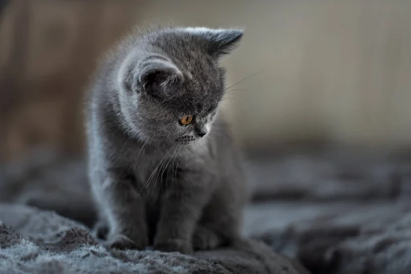 British Shorthair cat. Cute kitten portrait. — Stock Photo, Image