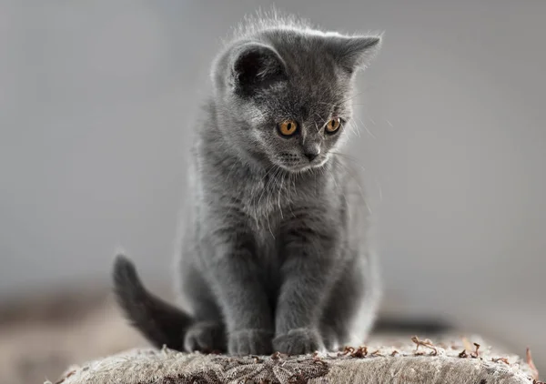 British Shorthair cat. — Stock Photo, Image