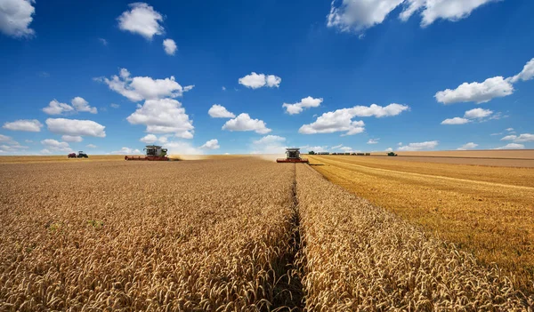 Combine harvester in action on wheat field. Clouds and blue sky! — Stock Photo, Image