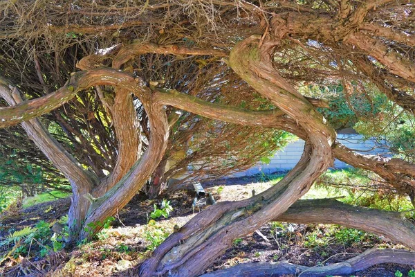 Несколько Извилистых Стволов Деревьев Саду — стоковое фото
