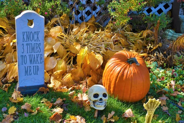 Halloween Decoration Garden Pumpkins Part Unearthed Skeleton Tombstone Reads Knock — Stock Photo, Image