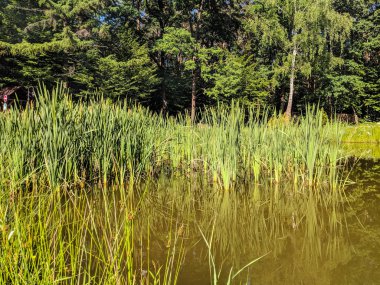 Manzara Doğa Göl ve çim yaz sezonu