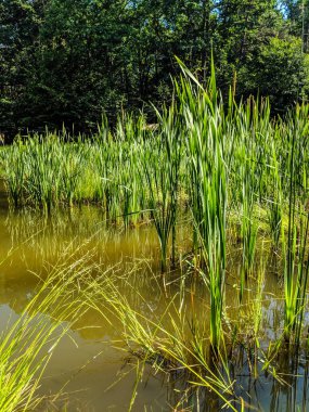 Manzara Doğa Göl ve çim yaz sezonu