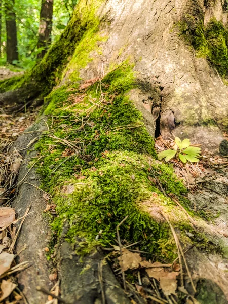 Photoshot Tree Root Moos Sunny Day — Stock Photo, Image