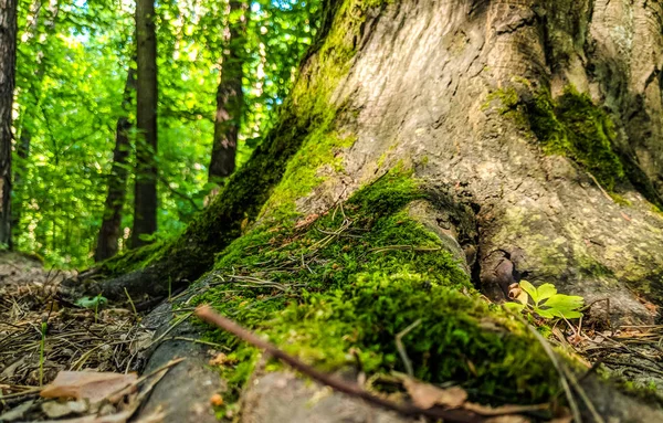 Photoshot Tree Root Moos Sunny Day — Stock Photo, Image