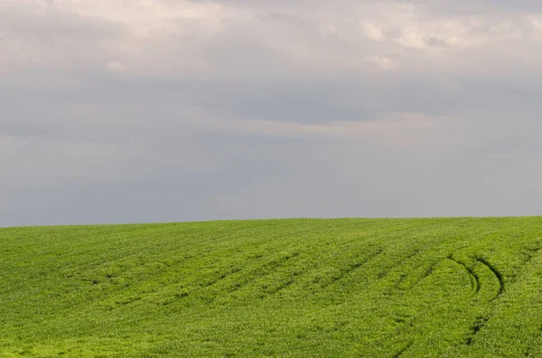 Vista Paisagem Campos Verdes Nuvens Temporada Verão — Fotografia de Stock