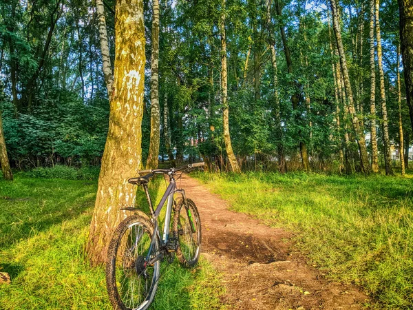 MTB bicycle on the trail in the summer season