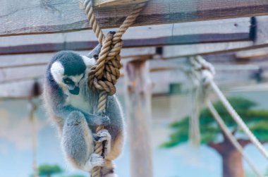 Lemur Odessa Biopark Hayvanat Bahçesi
