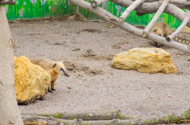 Nasua: Odesa biopark Hayvanat Bahçesi