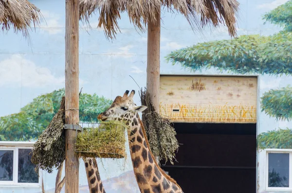 Жираф Одесском Биопарке Фото — стоковое фото