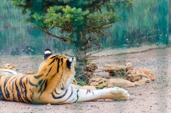 Tigre Nello Zoo Del Bioparco Odesa — Foto Stock