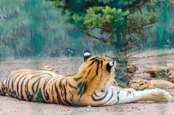 Tigre Nello Zoo Del Bioparco Odesa — Foto Stock