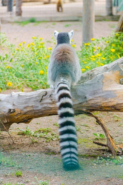 Lemur Odessa Biopark Zoo — Stock Photo, Image