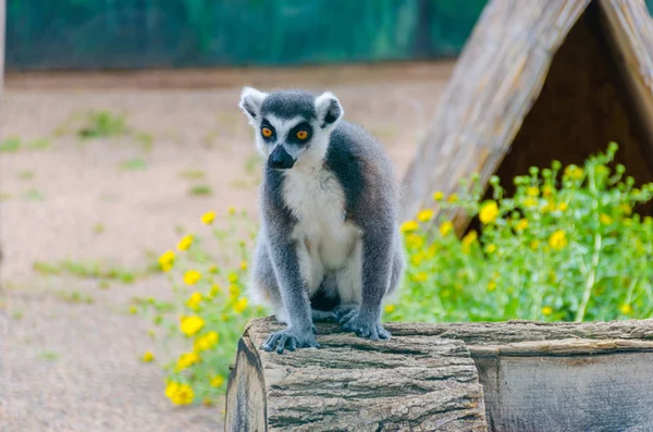 Lémurien Dans Zoo Odessa Biopark — Photo