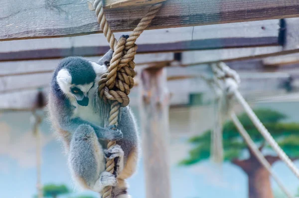 Lemur Biopark Von Odessa — Stockfoto