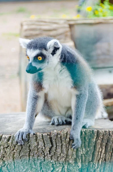 Lemur Biopark Von Odessa — Stockfoto
