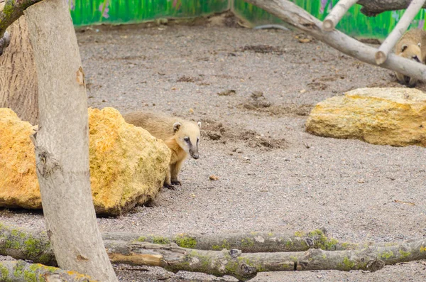 Nasua Dans Zoo Bioparc Odessa — Photo