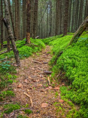 Karpat dağ orman yolu ve moss sonbahar sezonu ile