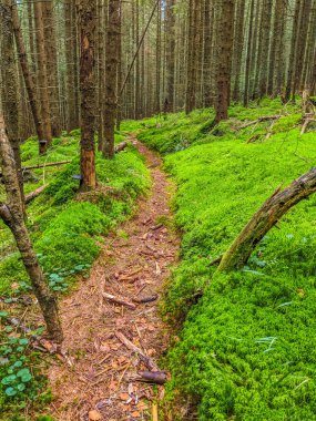 Karpat dağ orman yolu ve moss sonbahar sezonu ile