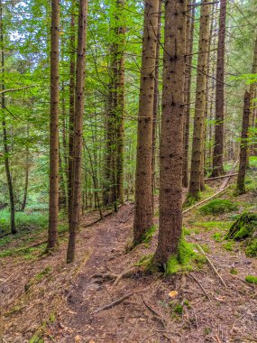 Karpat dağ orman yolu ve moss sonbahar sezonu ile