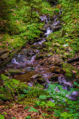 Sonbahar sezonu Karpat Dağlarında küçük dere