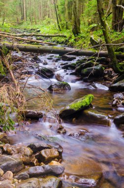 Sonbahar sezonu Karpat Dağlarında küçük dere