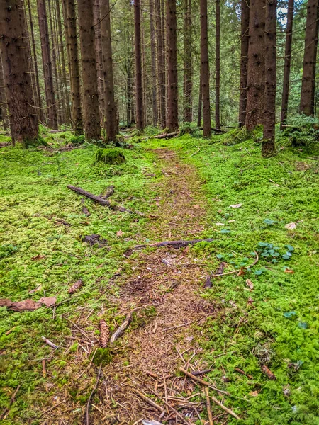 Karpaten Bergwald Mit Route Und Moos Der Herbstsaison — Stockfoto