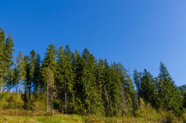 Sonbahar sezonu güneşli günde Karpat Dağları