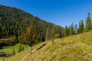 Sonbahar sezonu güneşli günde Karpat Dağları