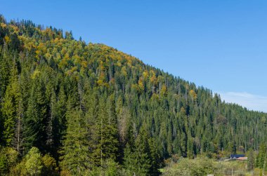Sonbahar sezonu güneşli günde Karpat Dağları