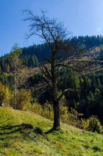 在秋季晴朗的日子里的喀尔巴阡山脉 — 图库照片