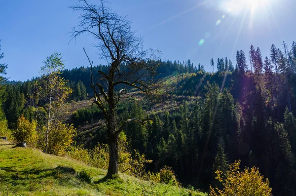 Sonbahar Sezonu Güneşli Günde Karpat Dağları — Stok fotoğraf