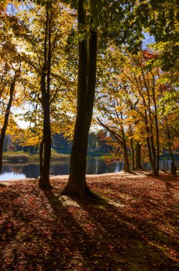 Şehir Parkı güneşli gün sonbahar sezonu