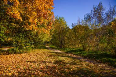 Şehir Parkı güneşli gün sonbahar sezonu