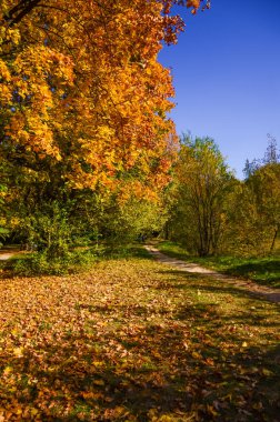 Şehir Parkı güneşli gün sonbahar sezonu