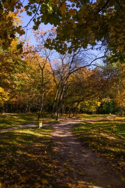 Şehir Parkı güneşli gün sonbahar sezonu