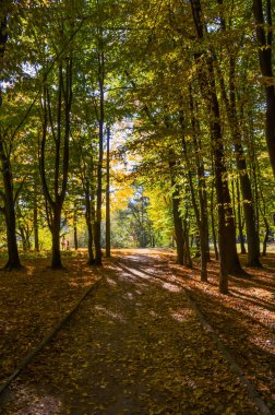 Şehir Parkı güneşli gün sonbahar sezonu