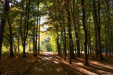 Şehir Parkı güneşli gün sonbahar sezonu