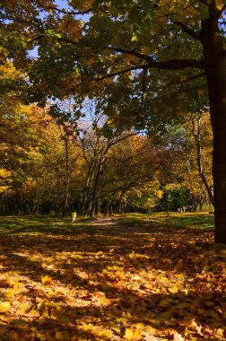 Şehir Parkı güneşli gün sonbahar sezonu