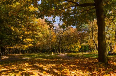 Şehir Parkı güneşli gün sonbahar sezonu